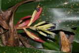 Billbergia lietzei