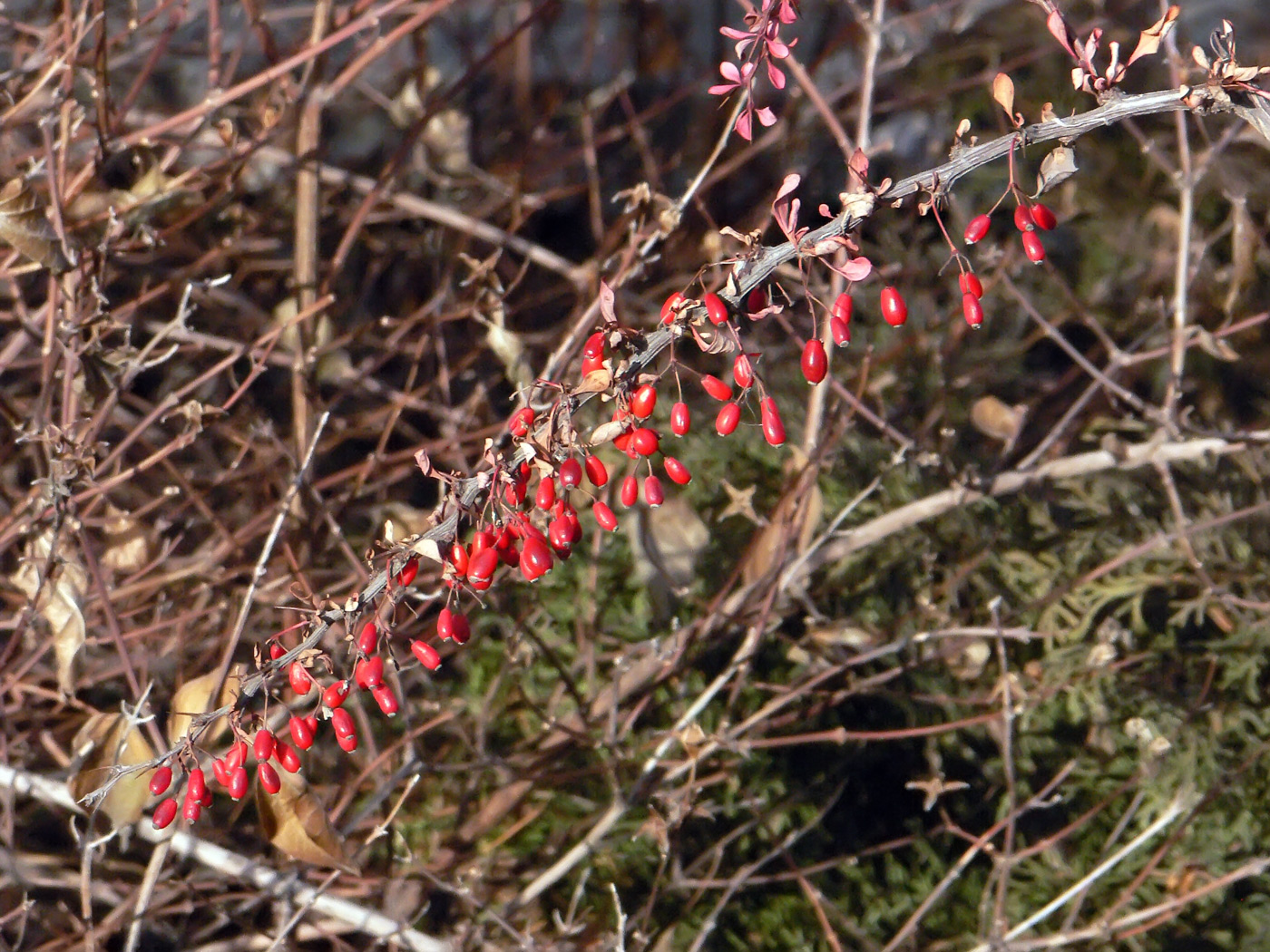 Изображение особи Berberis thunbergii.