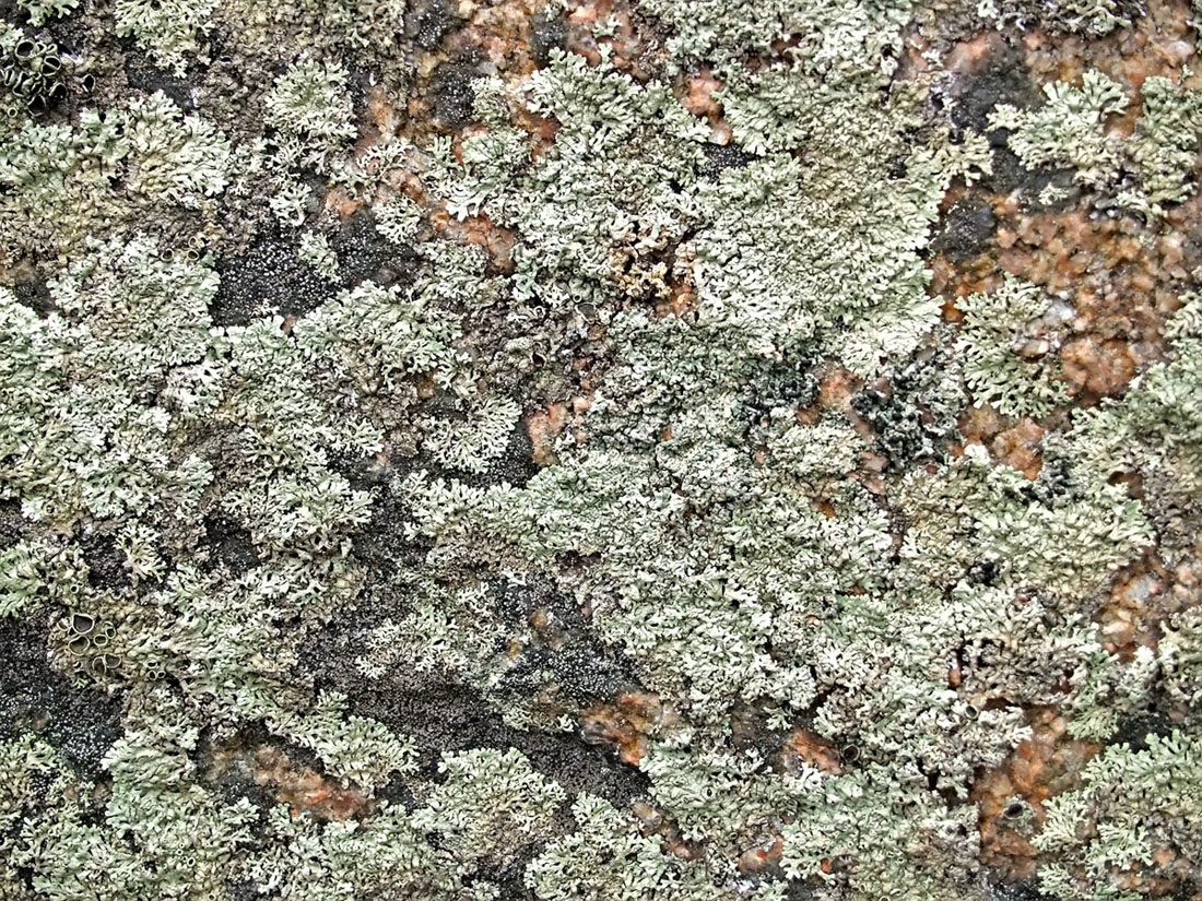 Изображение особи семейство Parmeliaceae.
