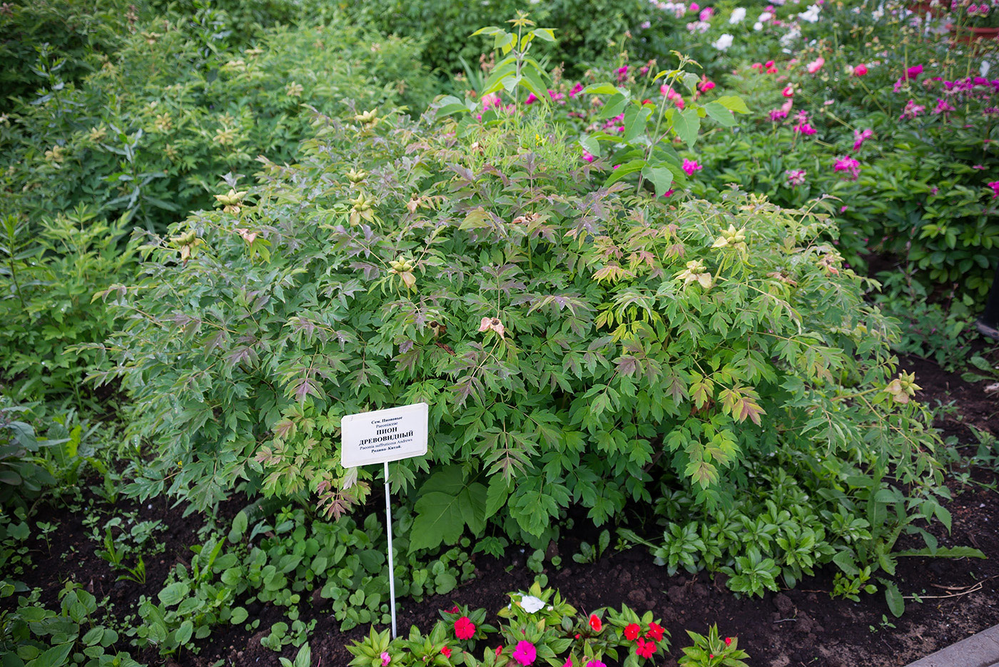 Image of Paeonia suffruticosa specimen.