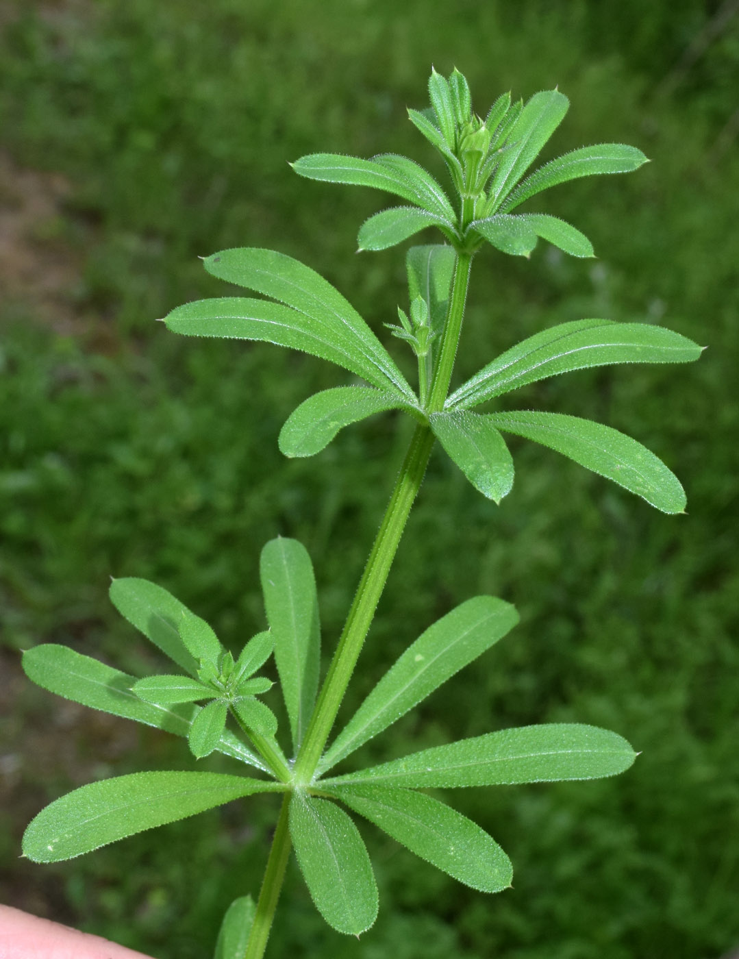 Image of Galium aparine specimen.