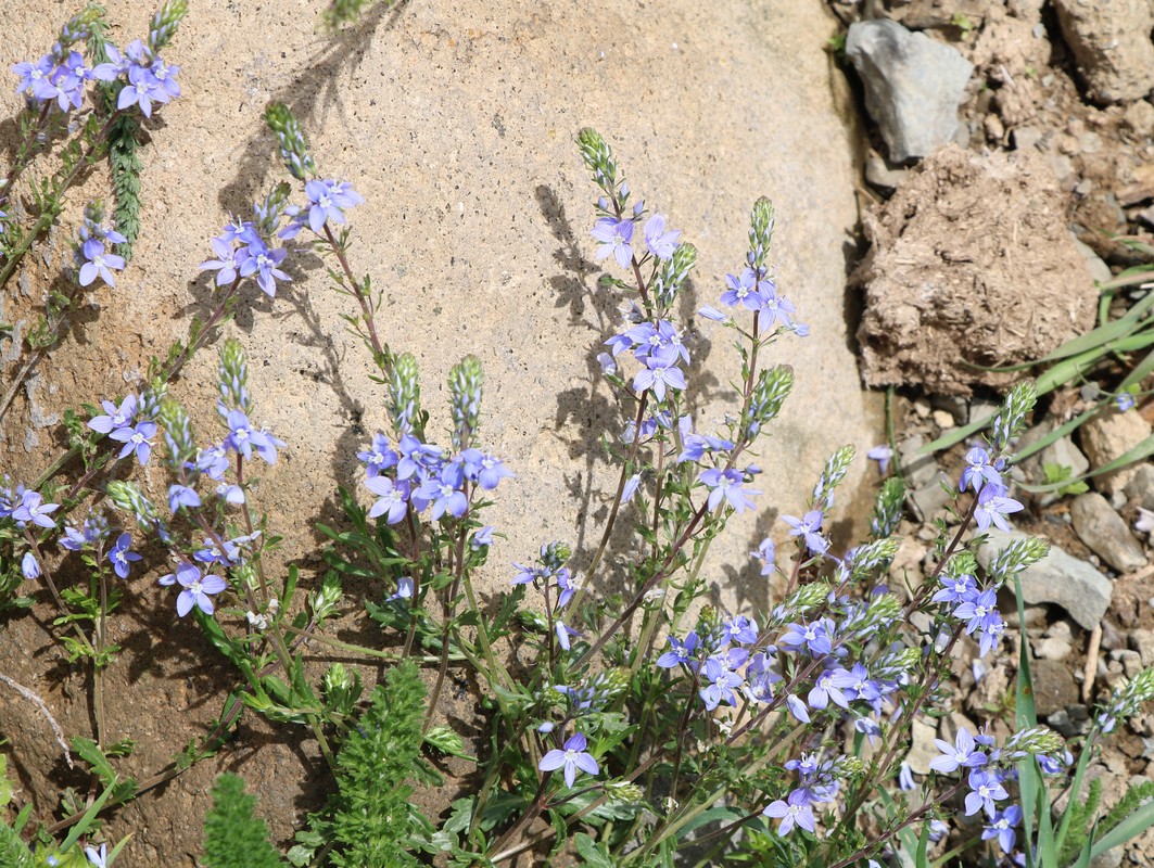 Image of Veronica orientalis specimen.