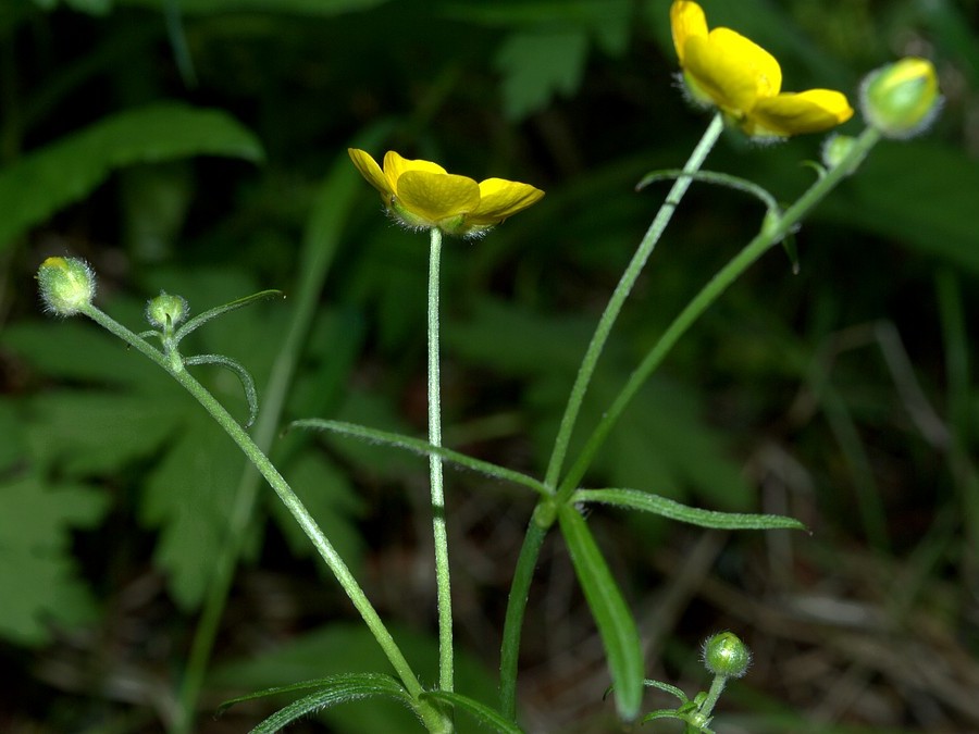 Изображение особи Ranunculus subborealis.