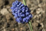 Muscari armeniacum. Соцветие (cv. 'Blue Spike'). Костромская обл., Судиславский р-н, дер. Антипино, в культуре. 24.05.2019.