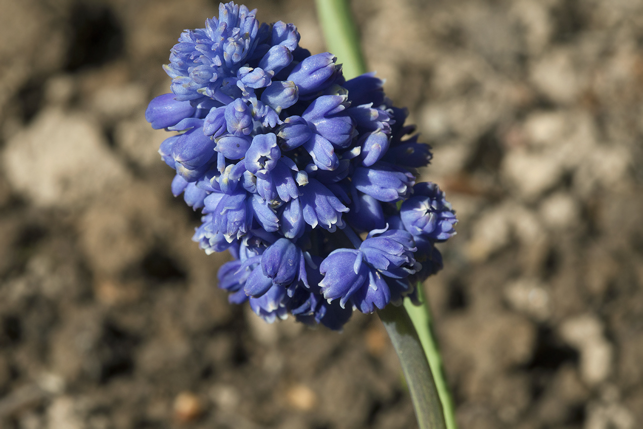 Изображение особи Muscari armeniacum.