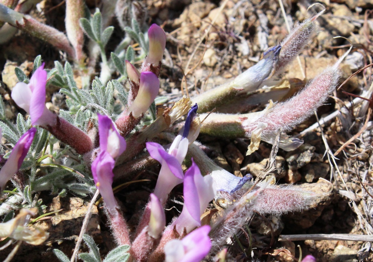 Image of Astragalus arcuatus specimen.