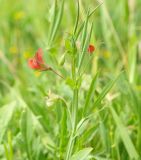 Lathyrus cicera