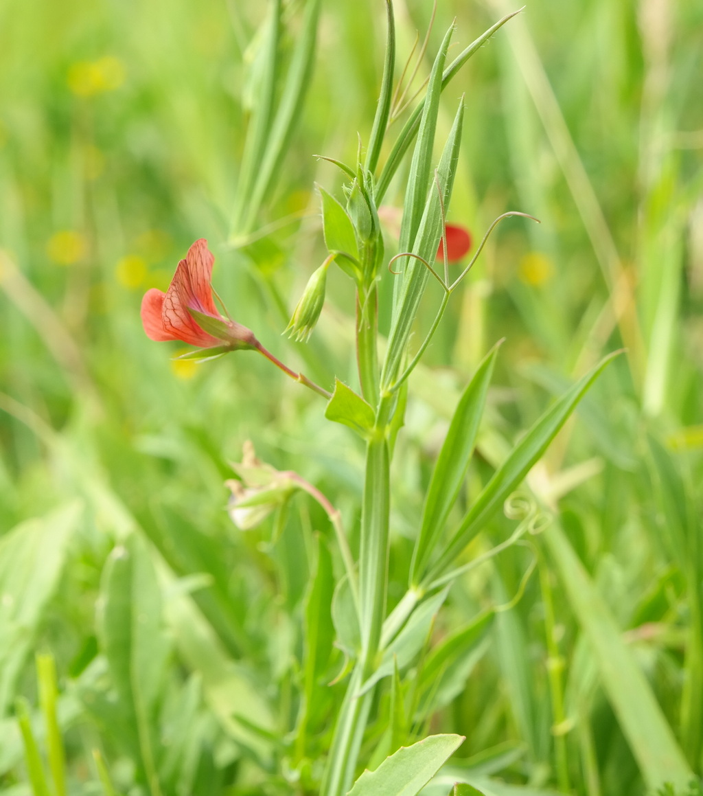 Изображение особи Lathyrus cicera.