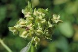 Rumex drobovii