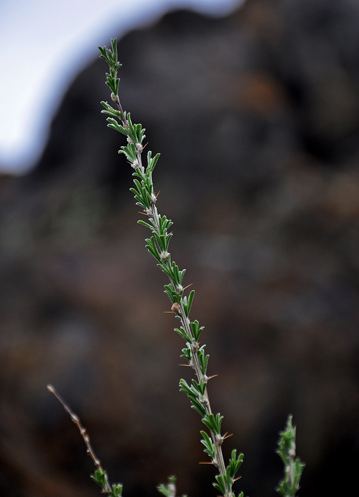 Image of Caragana pygmaea specimen.