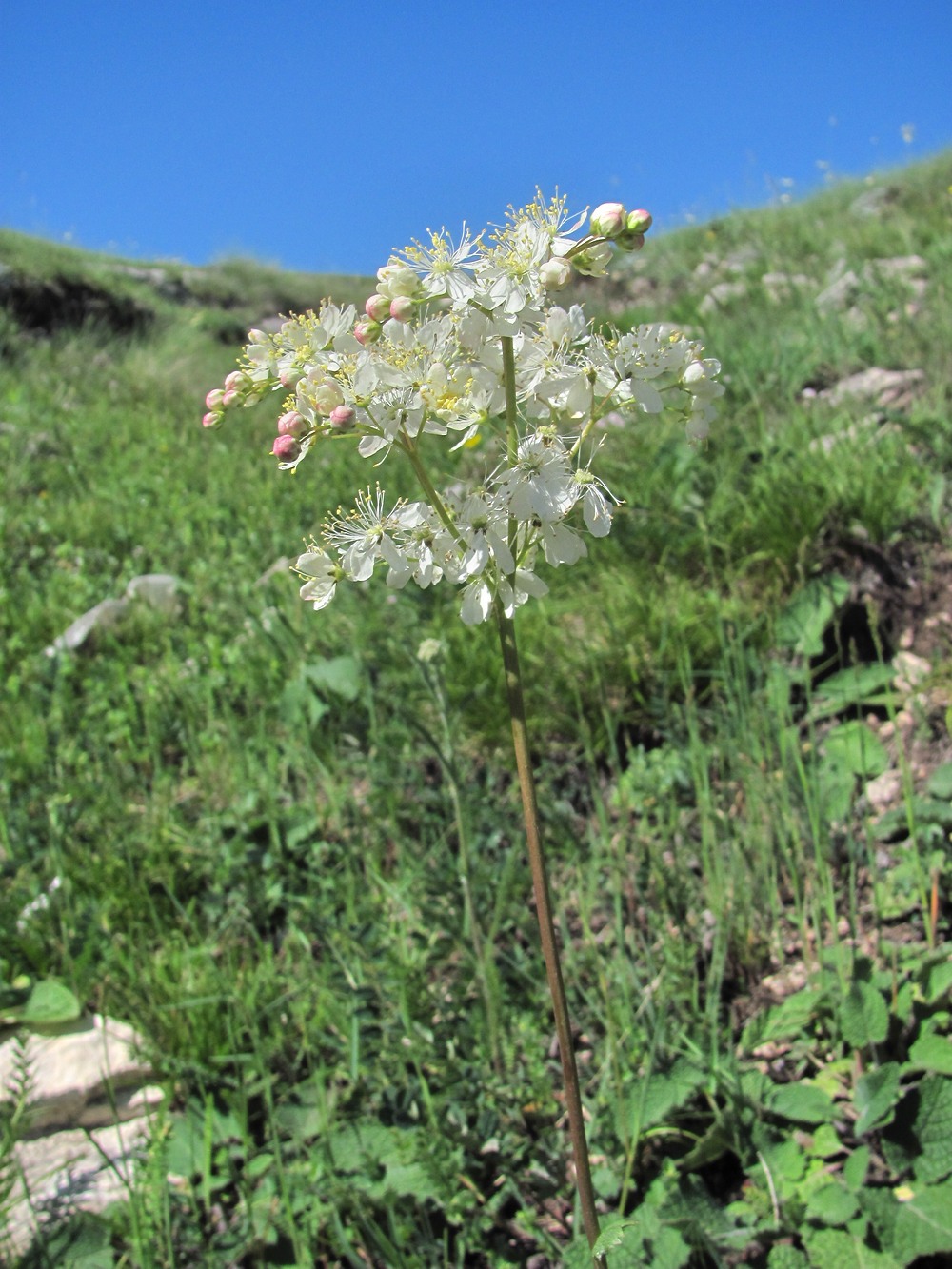 Изображение особи Filipendula vulgaris.