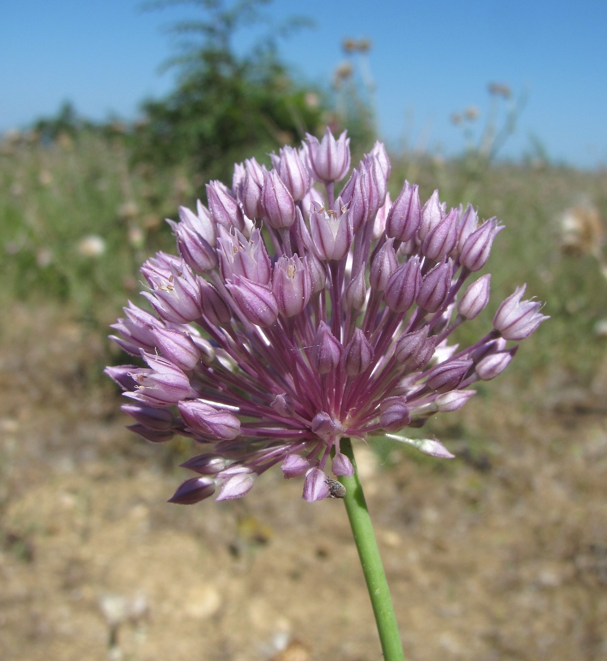 Image of Allium rotundum specimen.