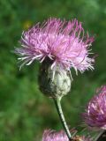 genus Centaurea