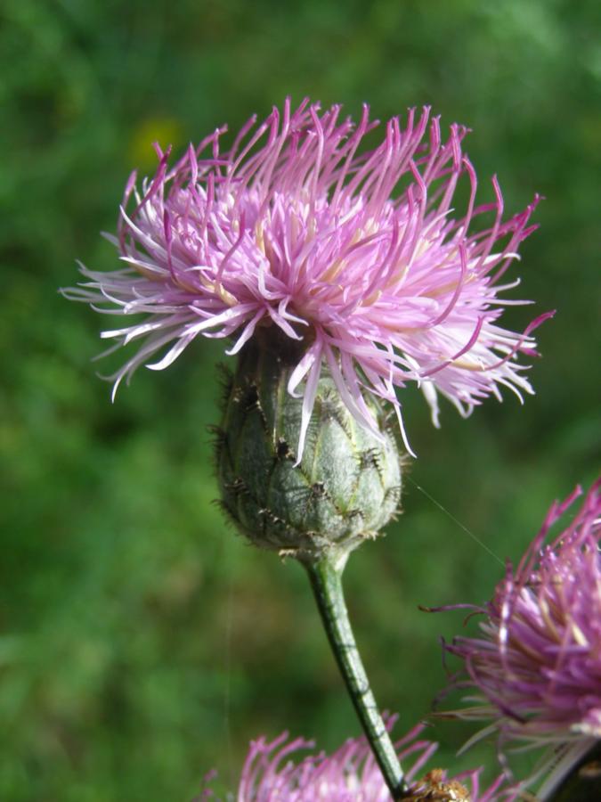Image of genus Centaurea specimen.