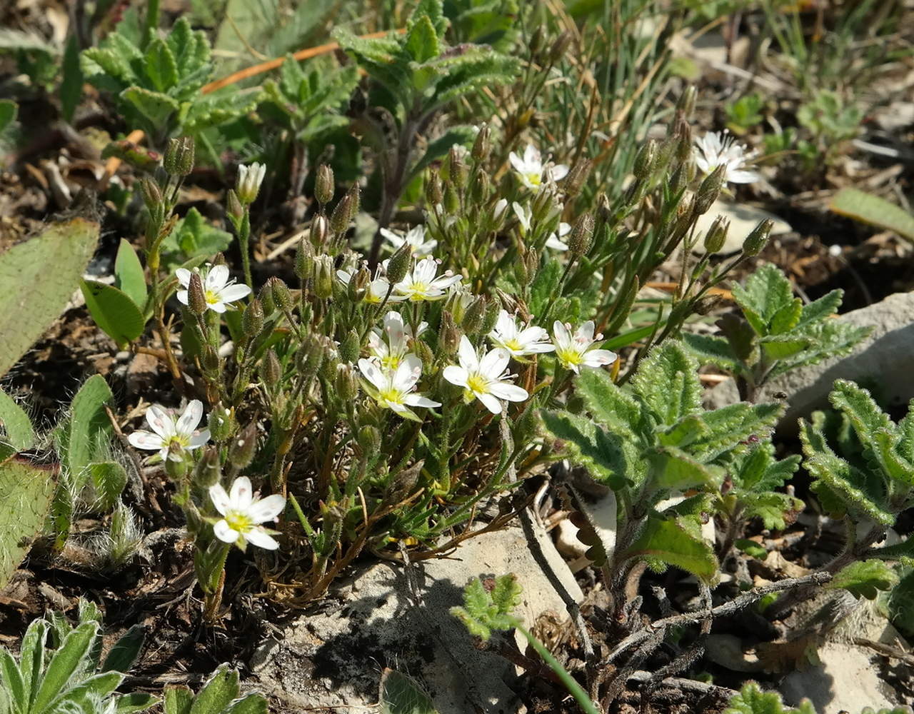 Image of Minuartia hirsuta specimen.