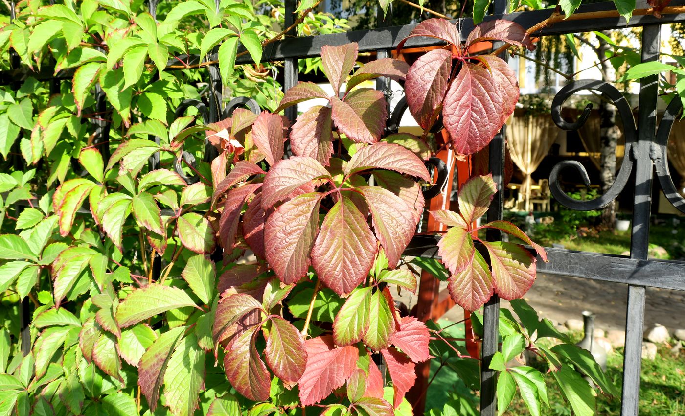 Изображение особи Parthenocissus quinquefolia.