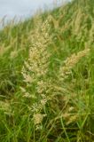 род Calamagrostis. Соплодие(?). Пермский край, Берёзовский р-н, долина р. Шаква ниже с. Рыжково, р-н Татарской горы, правый берег, склон, обращенный у реке. 27 августа 2019 г.