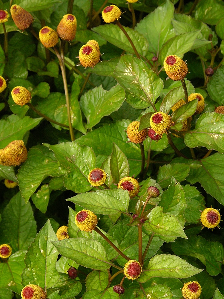 Image of Acmella oleracea specimen.