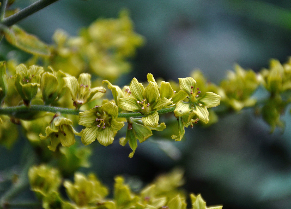 Изображение особи Veratrum lobelianum.