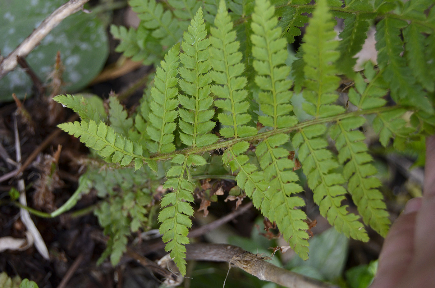 Image of Polystichum setiferum specimen.