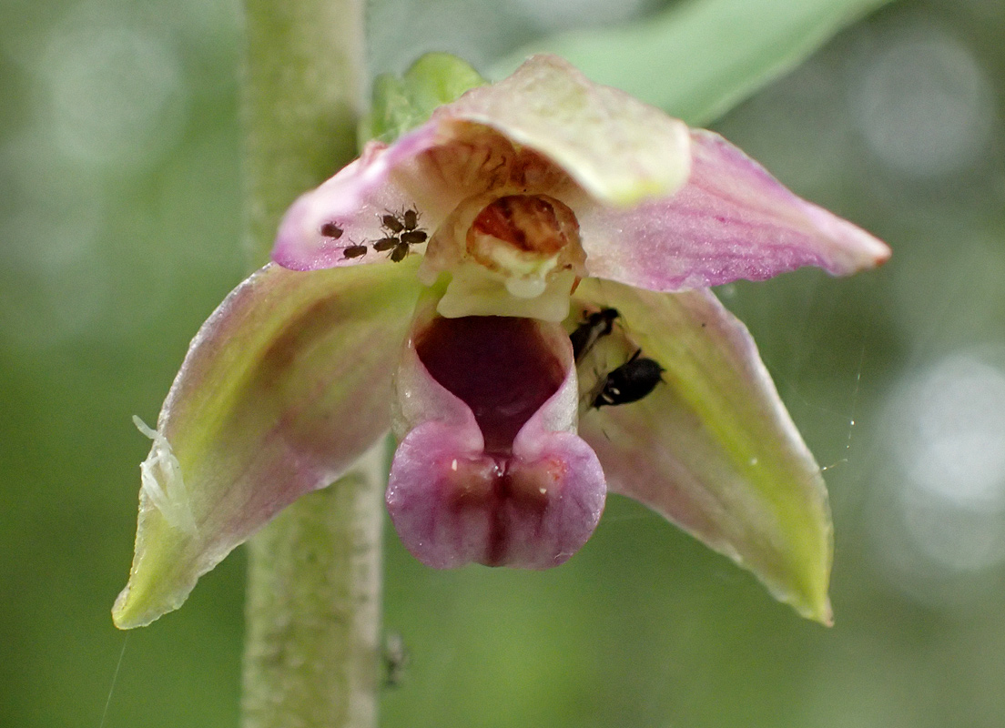 Изображение особи Epipactis helleborine.