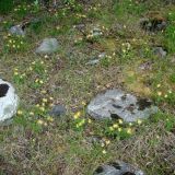 Anthyllis vulneraria var. schiwereckii