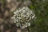 Allium tulipifolium