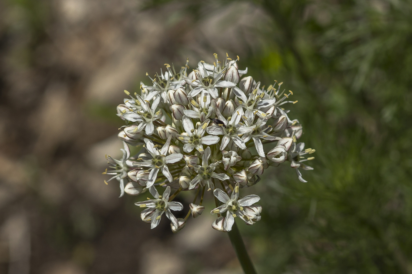 Image of Allium tulipifolium specimen.
