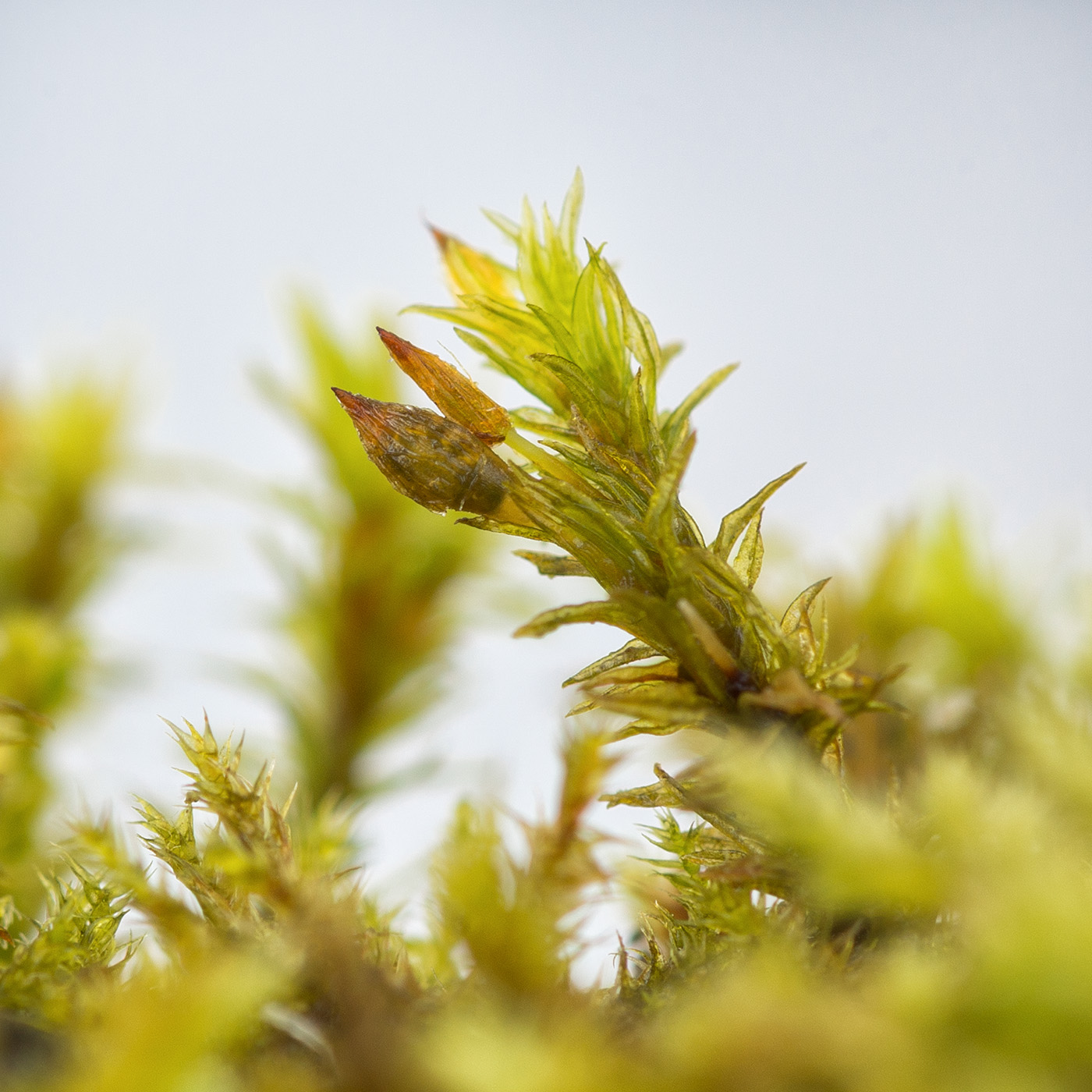 Изображение особи Lewinskya speciosa.