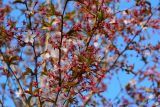 genus Cerasus