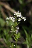 Cardamine amara