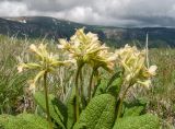 Primula ruprechtii. Верхушка отцветающего растения. Адыгея, Кавказский биосферный заповедник, гора Гузерипль, ≈ 2100 м н.у.м., альпийский луг. 12.06.2016.