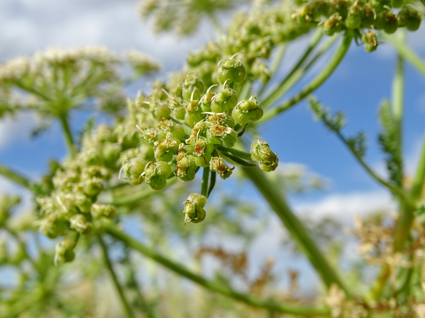 Image of Schrenkia involucrata specimen.