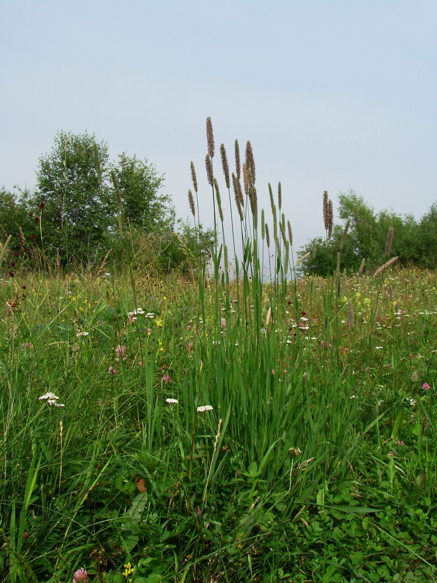 Image of Phleum pratense specimen.