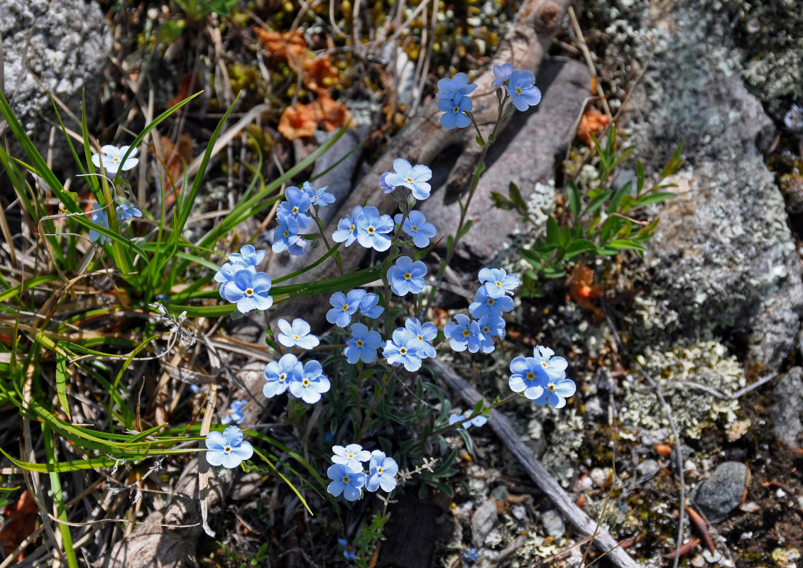 Image of genus Eritrichium specimen.