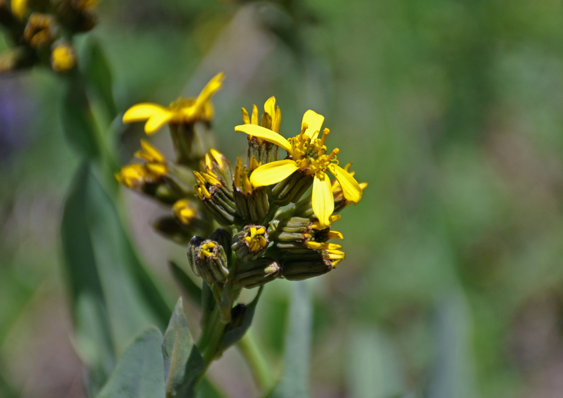 Image of Ligularia altaica specimen.