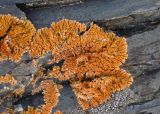 Caloplaca trachyphylla. Талломы с апотециями на скале. Алтай, Кош-Агачский р-н, окр. с. Кош-Агач, гора Джангыс-Тобе, ≈ 1800 м н.у.м., каменистый склон. 14.06.2019.