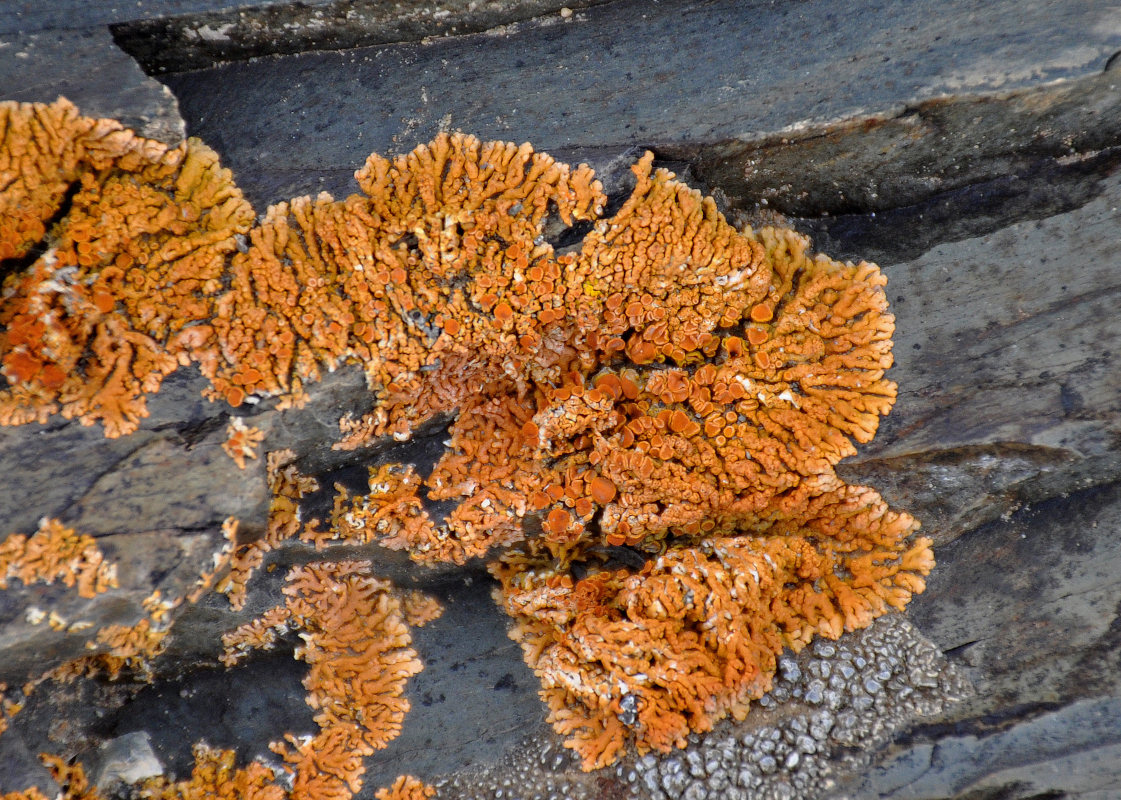 Image of Caloplaca trachyphylla specimen.