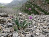 Allium carolinianum. Цветущее растение на каменистой россыпи. Казахстан, Туркестанская обл., Толебийский р-н, территория Сайрам-Угамского национального парка; Угамский хр., верховья р. Сайрам-Су, ≈ 2500 м н.у.м. 03.07.2019.