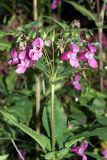 Impatiens glandulifera. Верхушка цветущего и плодоносящего растения. Карельский перешеек, окр. Сертолово, на просеке газопровода юго-западнее пос. Горы. 17.08.2019.