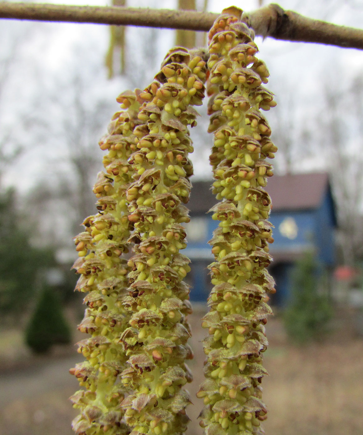 Image of Corylus colurna specimen.