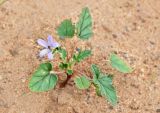 Erodium oxyrhynchum