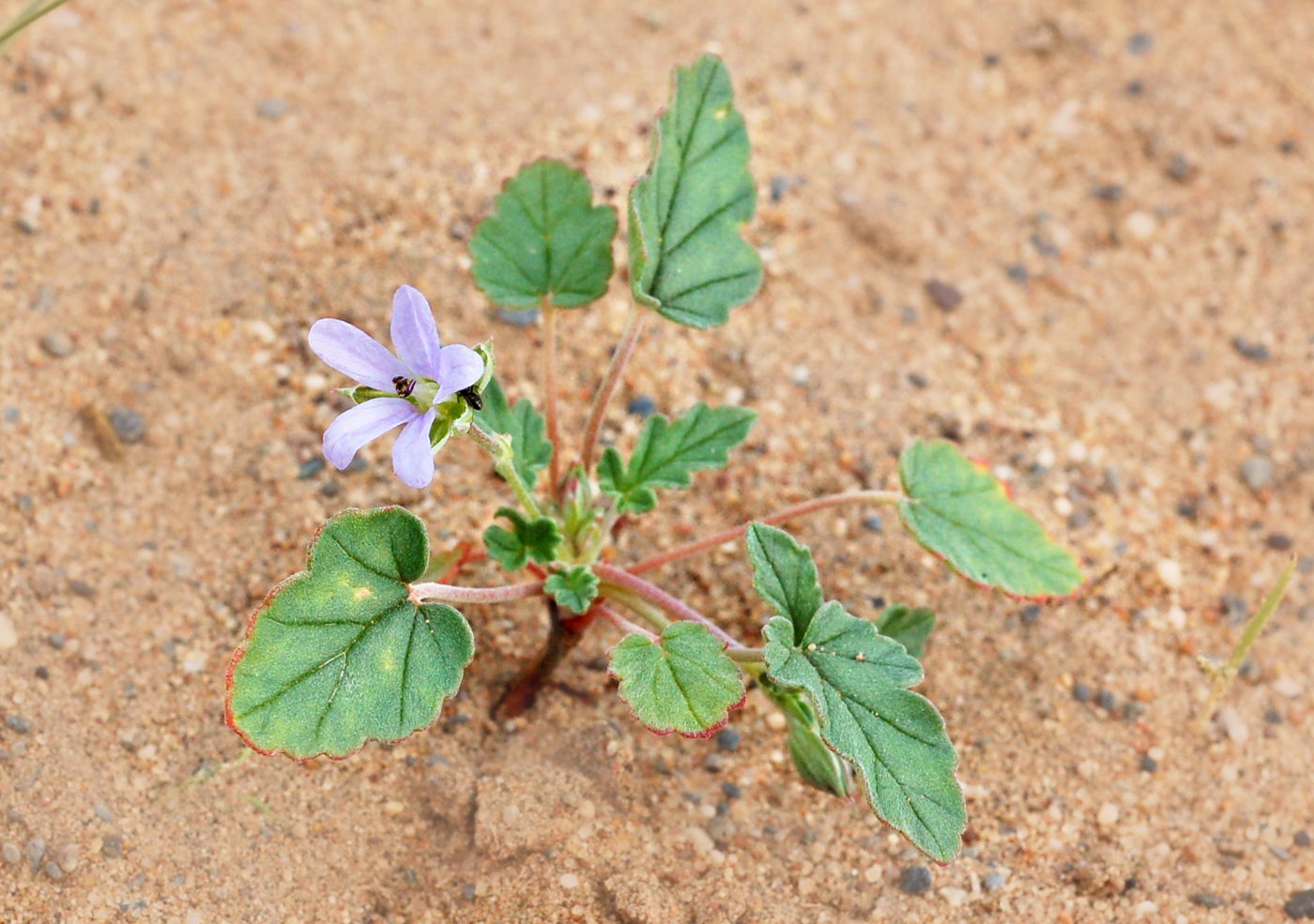 Image of Erodium oxyrhynchum specimen.