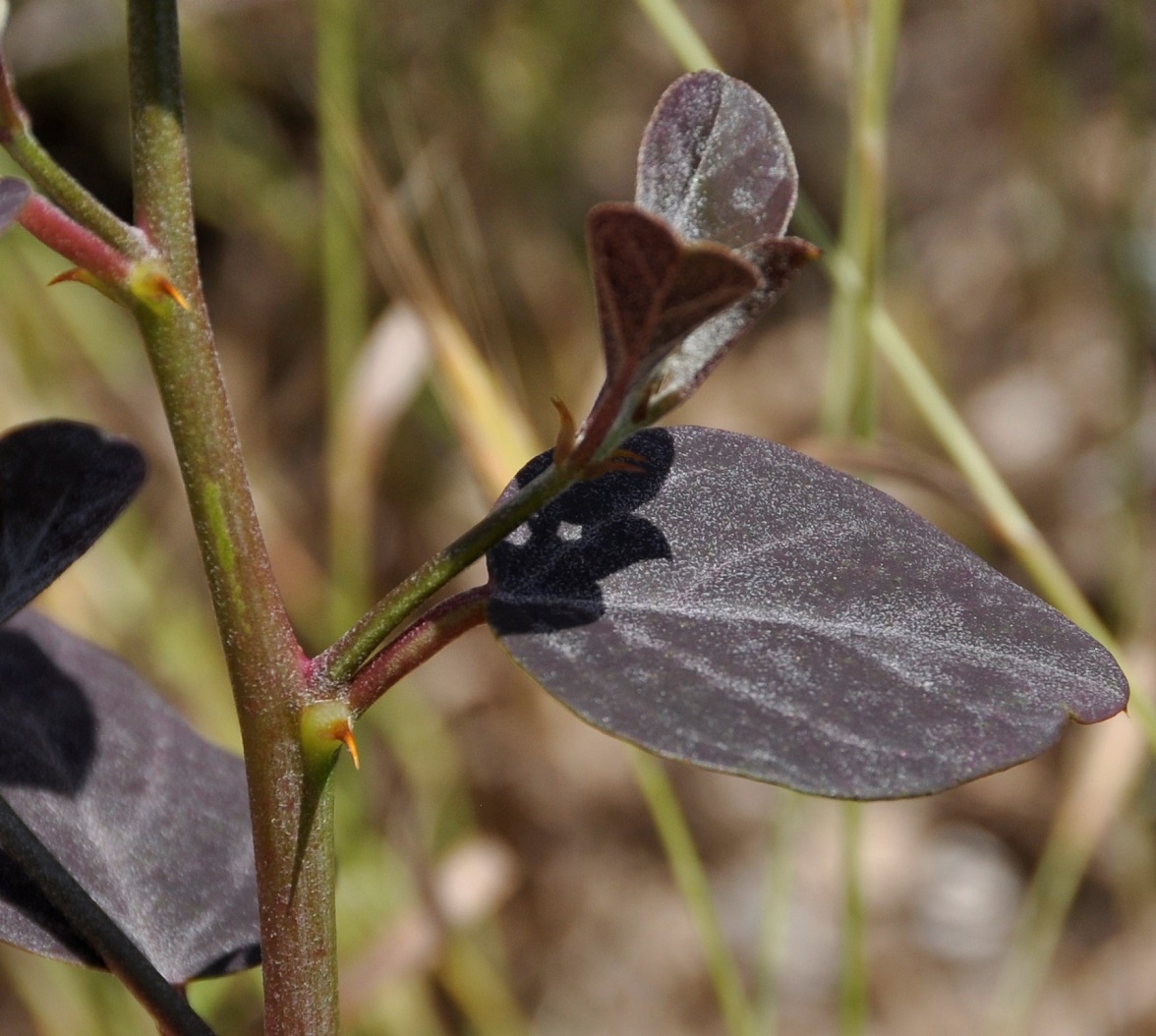 Изображение особи Capparis spinosa.