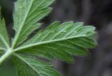 Potentilla caucasica