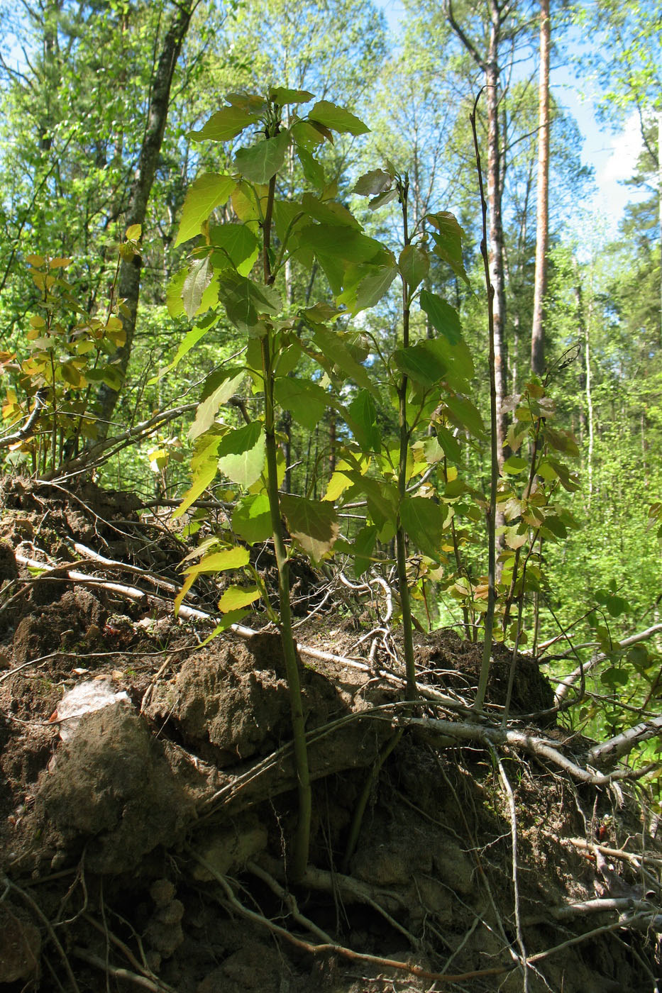 Изображение особи Populus tremula.