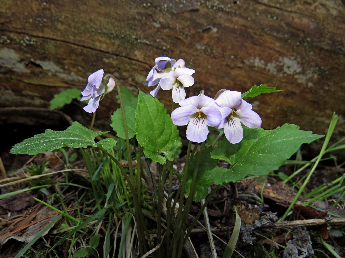 Изображение особи Viola selkirkii.