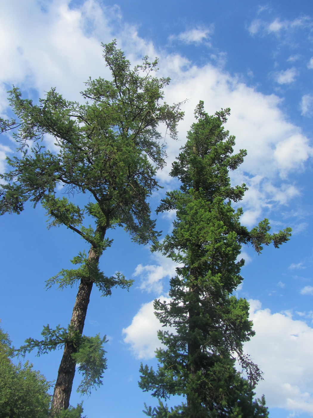 Image of genus Larix specimen.