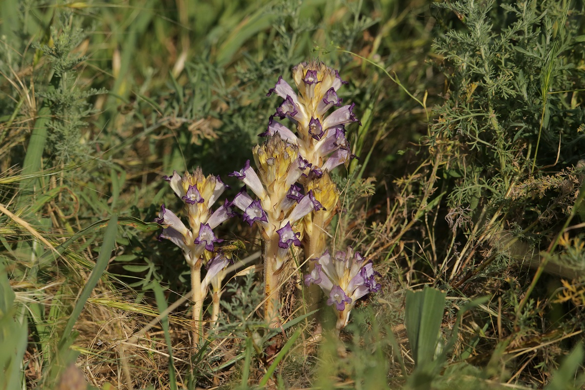 Изображение особи Orobanche amoena.