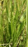 Plantago lanceolata. Нижняя часть растения с развивающимися соцветиями. Калужская обл., Боровский р-н, дер. Сатино, правый берег р. Протва, низкотравный пойменный луг, возле тропы. 9 июня 2020 г.